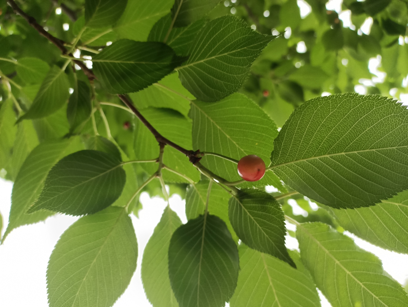 櫻花樹的果實