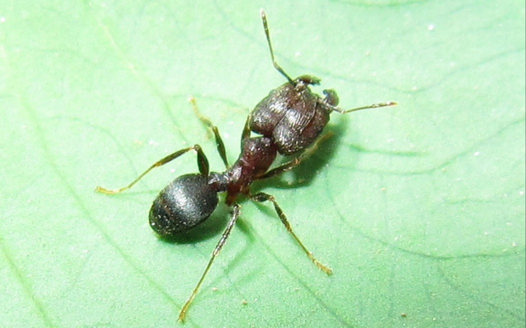 伊大头蚁捕食面包虫