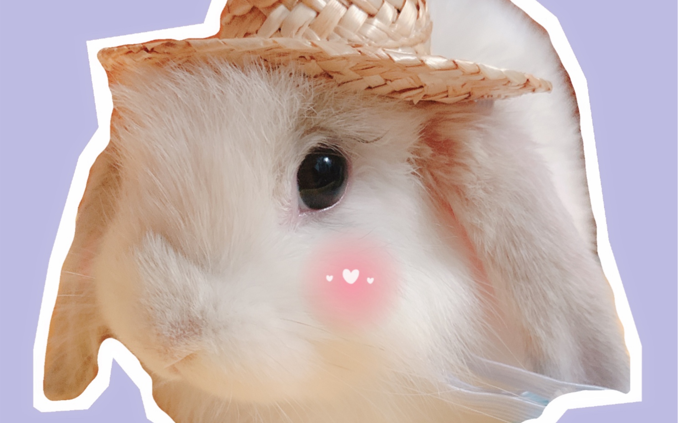 做了几张派派的头像,和茶茶的大耳朵背影