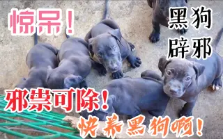 听说纯黑狗能辟邪 哔哩哔哩 Bilibili