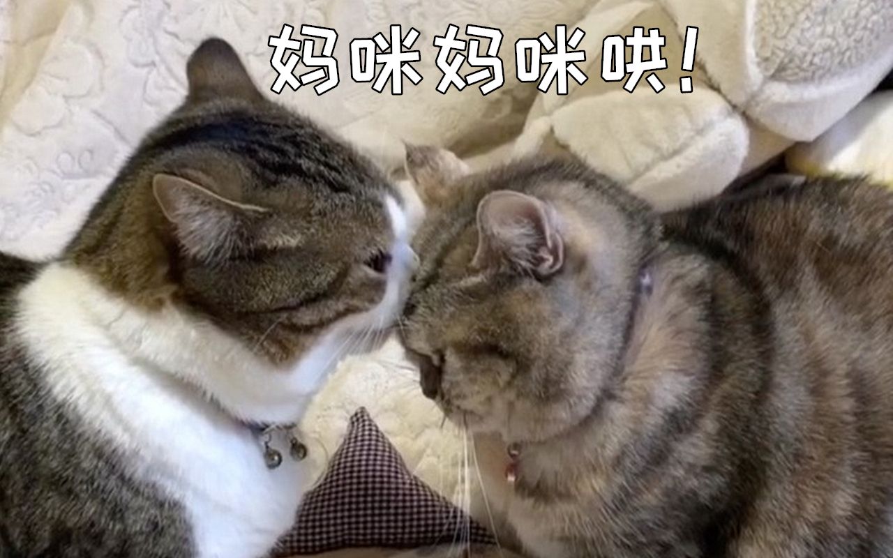 猫弟诅咒猫姐 原因让人心酸~哔哩哔哩bilibili