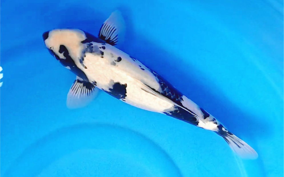 绘原白写锦鲤漂亮元墨口墨豪爽肩墨观赏鱼.