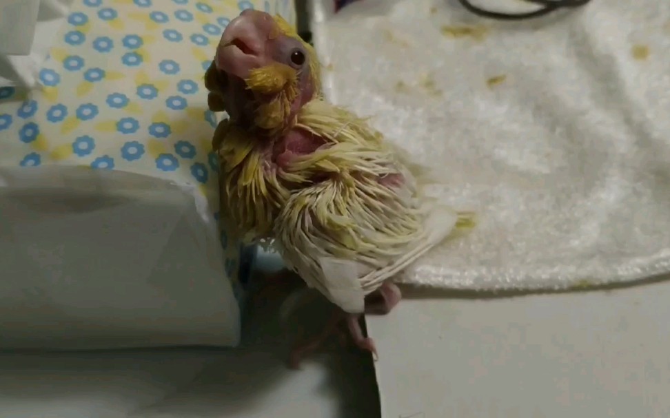 玄凤出生第25天