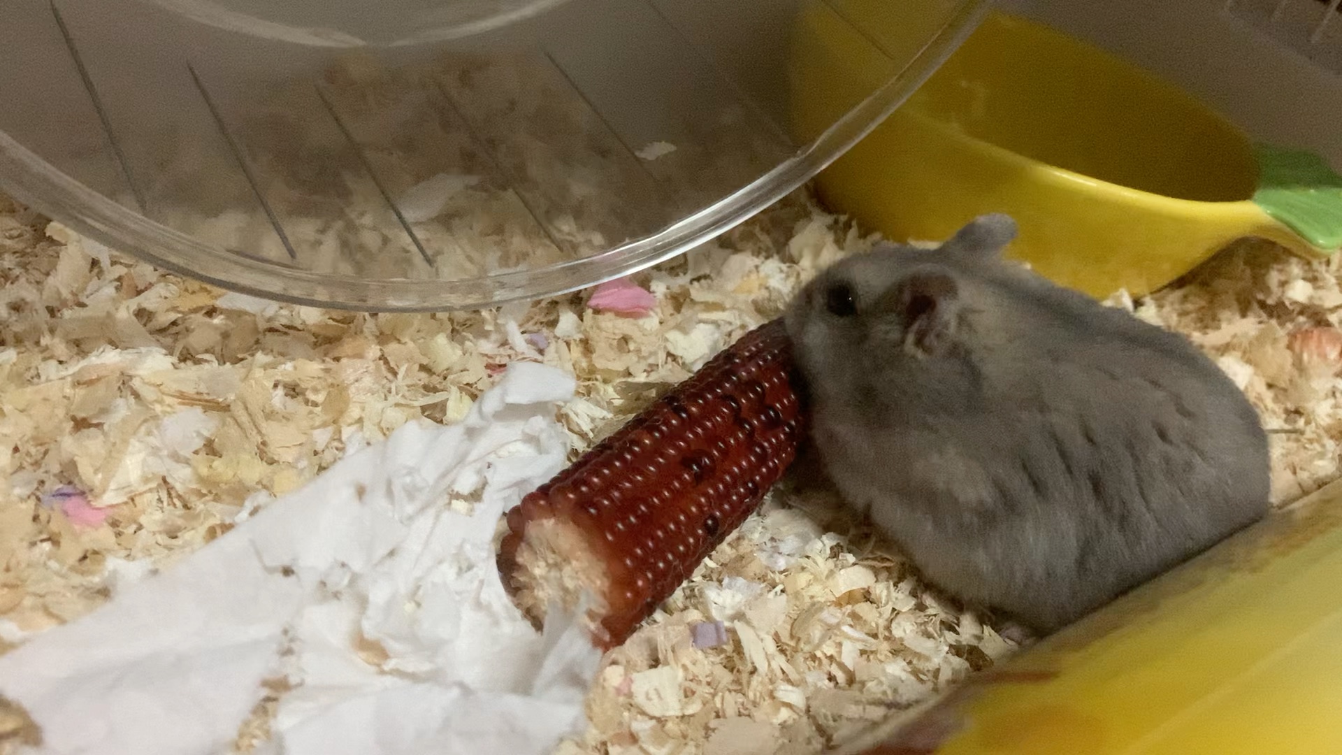 认真啃玉米的仓鼠宝宝