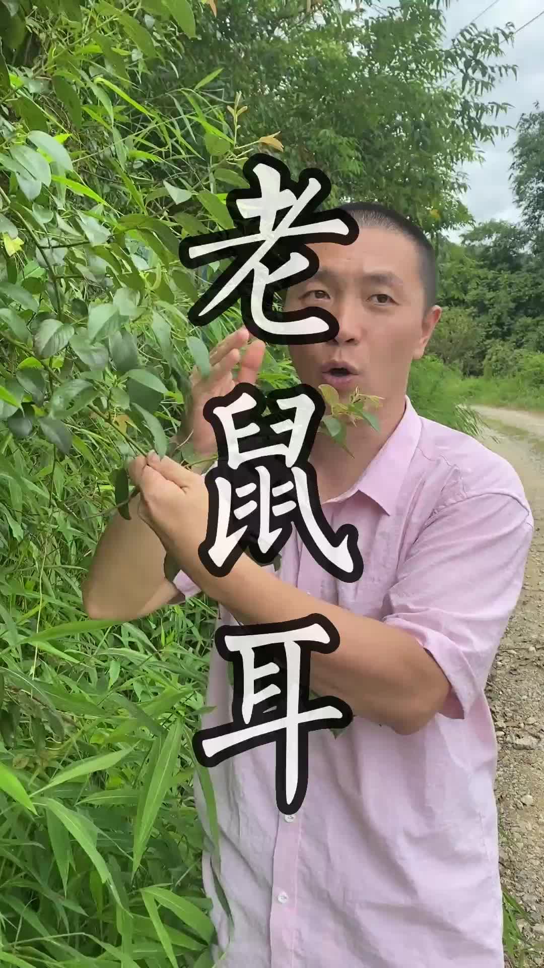 鼠耳是什么样子图片