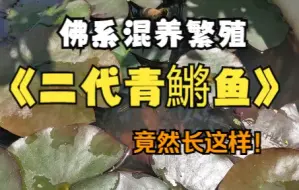 Download Video: 混养不同品种青鳉鱼繁殖出来的二代鱼居然长这样