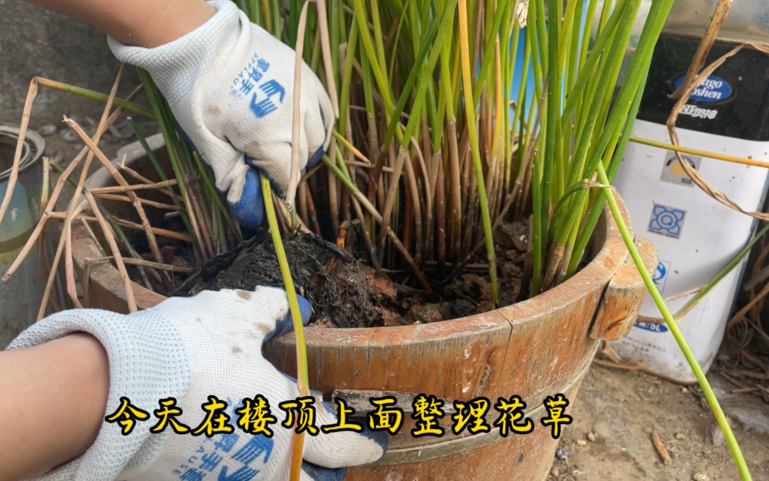 家庭楼顶种植马蹄,1个马蹄繁殖出满满一大盆,沉浸式采收马蹄哔哩哔哩bilibili