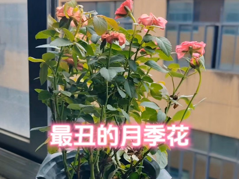 这恐怕是我买过最丑的月季花了,没有之一.你们知道这个叫什么名字吗?虽然商家说是果汁阳台,但我感觉他跟果汁阳台没有一毛钱关系.#月季 #果汁阳...