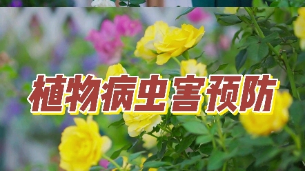 早春病虫害处理方式 月季常用药【虫螨】红蜘蛛:金满枝+爱卡螨、红杀蚧壳虫:吡虫啉青虫、肉虫:虫螨腈蓟马、蚜虫、小黑飞、茎蜂:吡虫啉、护花神、...