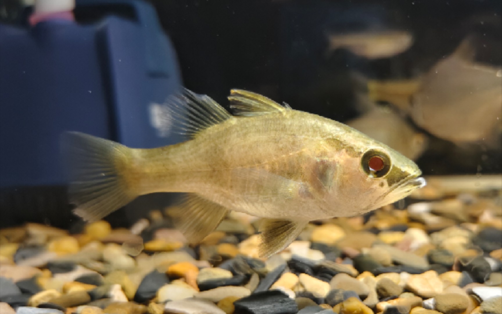 开灯后变异的天竺鲷(手动狗头)