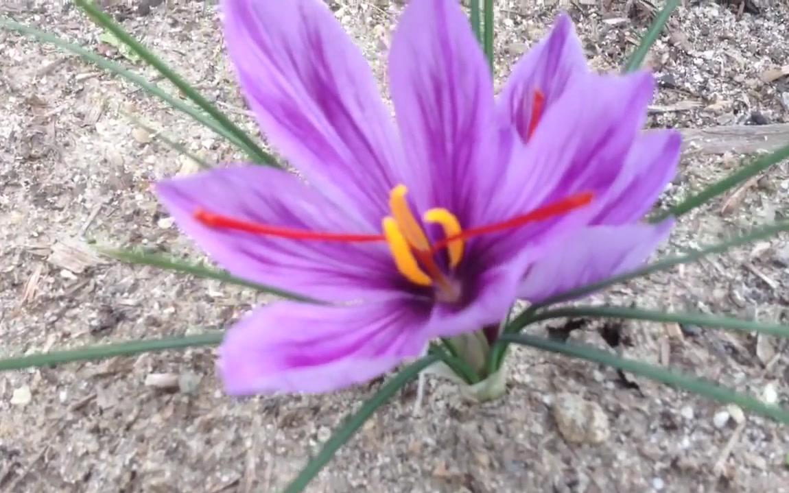 番红花 Crocus sativus (藏红花)的收获哔哩哔哩bilibili