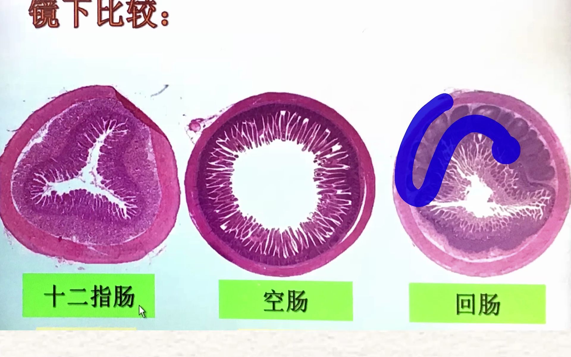组胚消化管图片