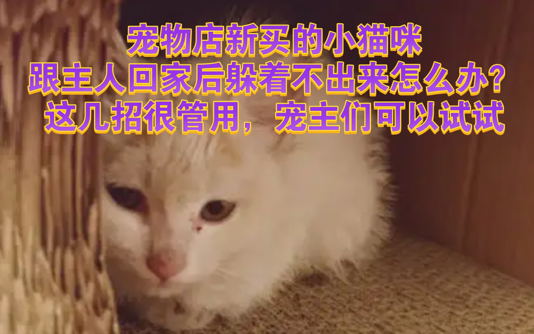 宠物店新买的小猫咪,跟主人回家后躲着不出来怎么办?这几招很管用,宠主们可以试试哔哩哔哩bilibili