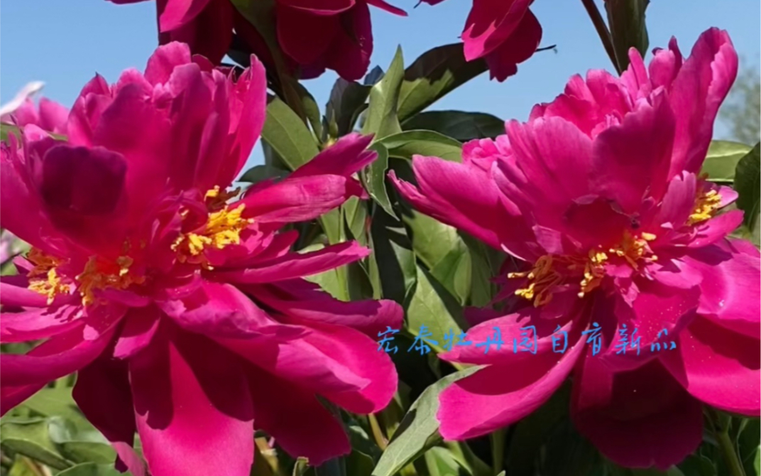 宏泰牡丹园培育的金带围芍药