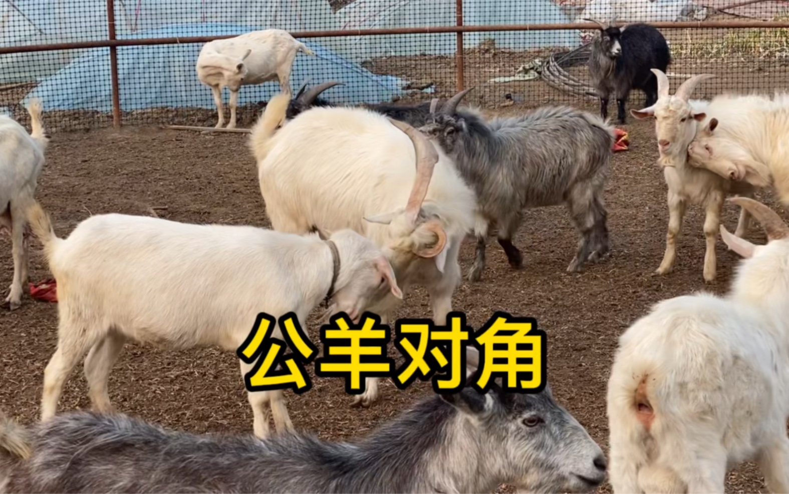 公羊对角争夺母羊吓得母羊乱跑真有点乱套