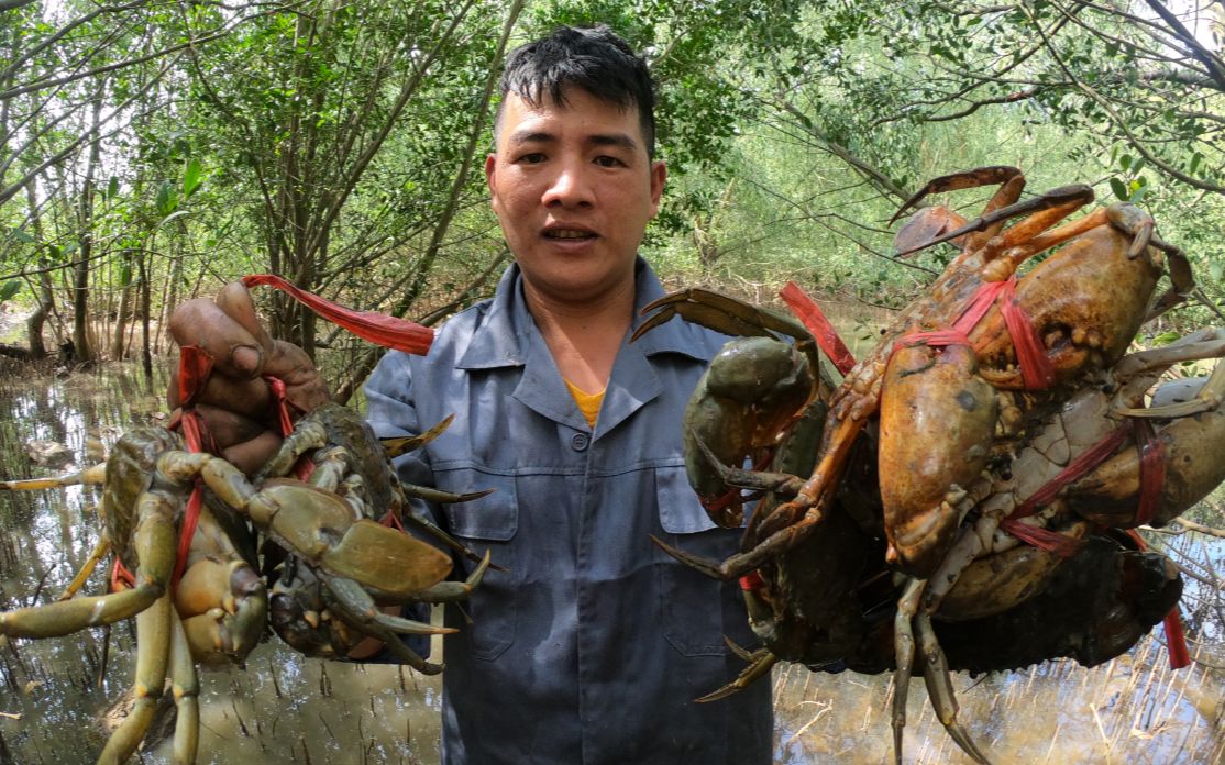 一眼望去都是大螃蟹没人抓,刀仔过来抓6只超大的,直呼发财了
