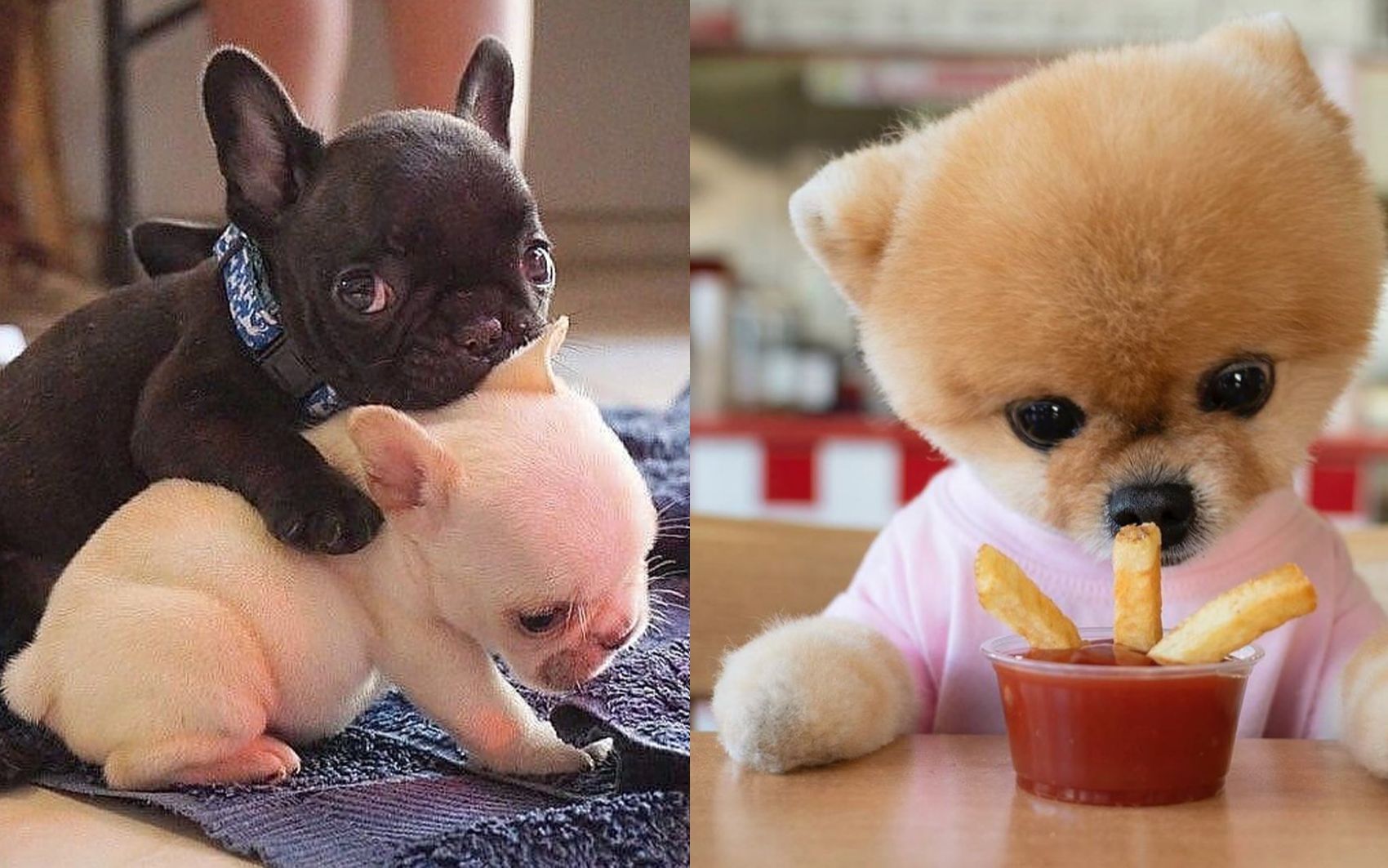 萌宠乐园可爱小奶狗搞笑狗宝宝幼犬最可爱的汪星人视频合集1