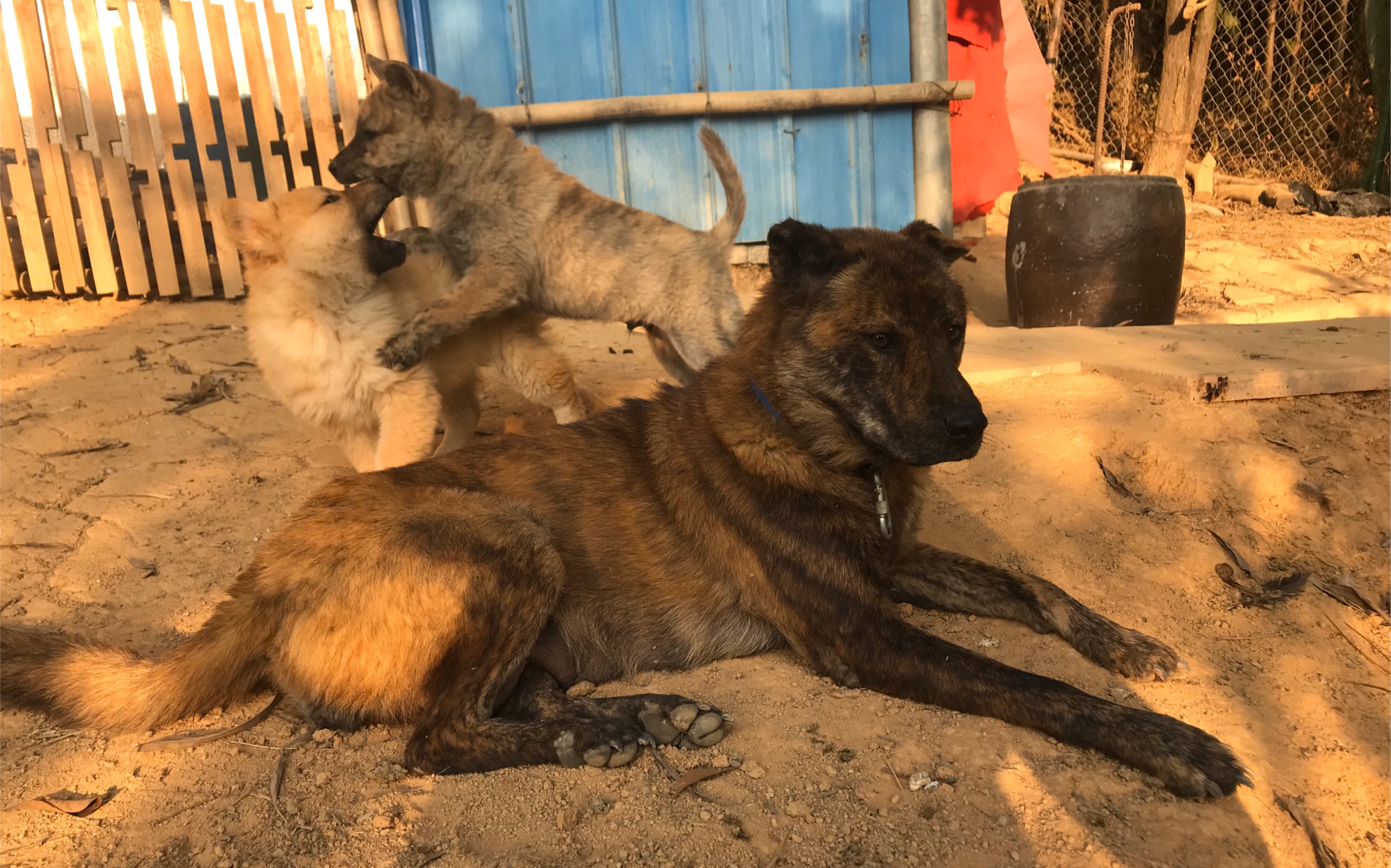 都說十斑有九獵,土狗之中的優秀獵犬虎斑,為何數量會稀少罕見