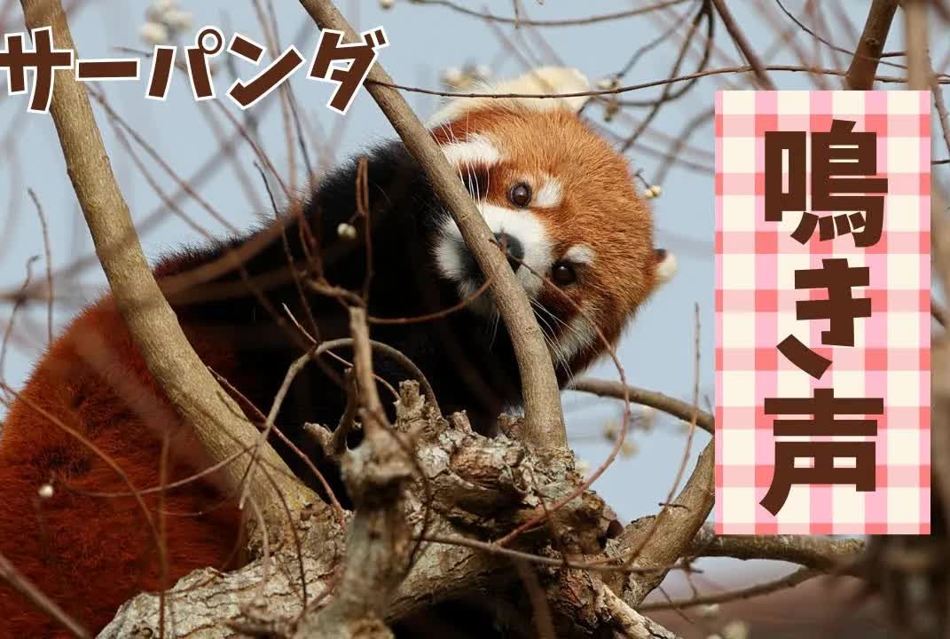 秋吉臺自然動物園 偶然錄到了小熊貓的叫聲