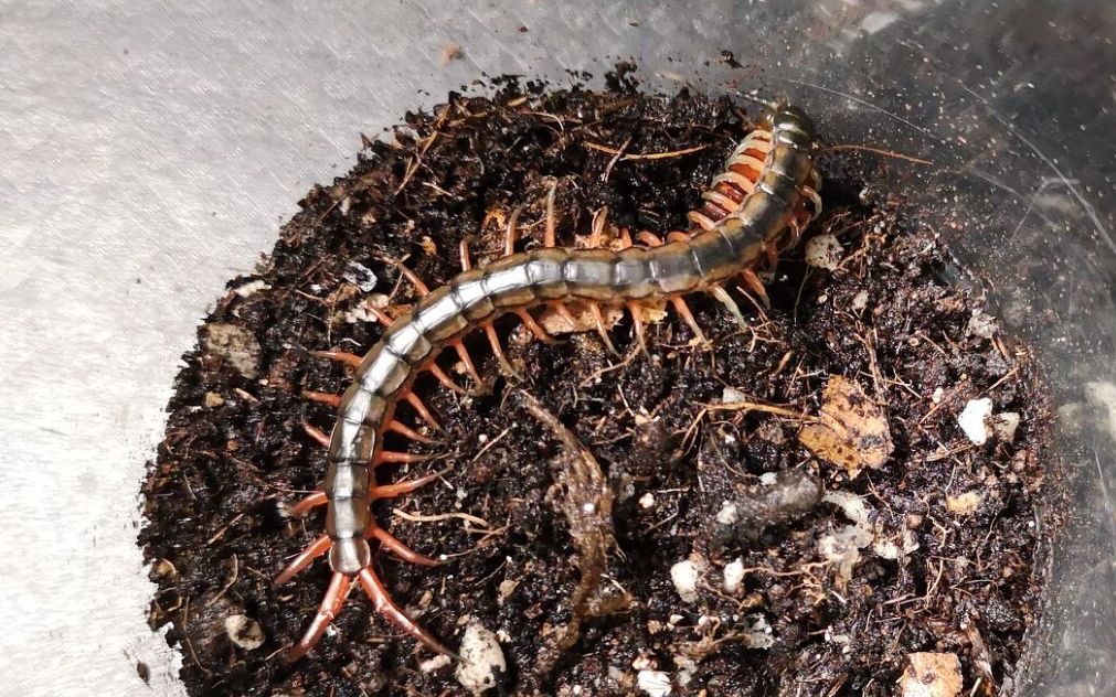 日本蜈蚣 吔小强