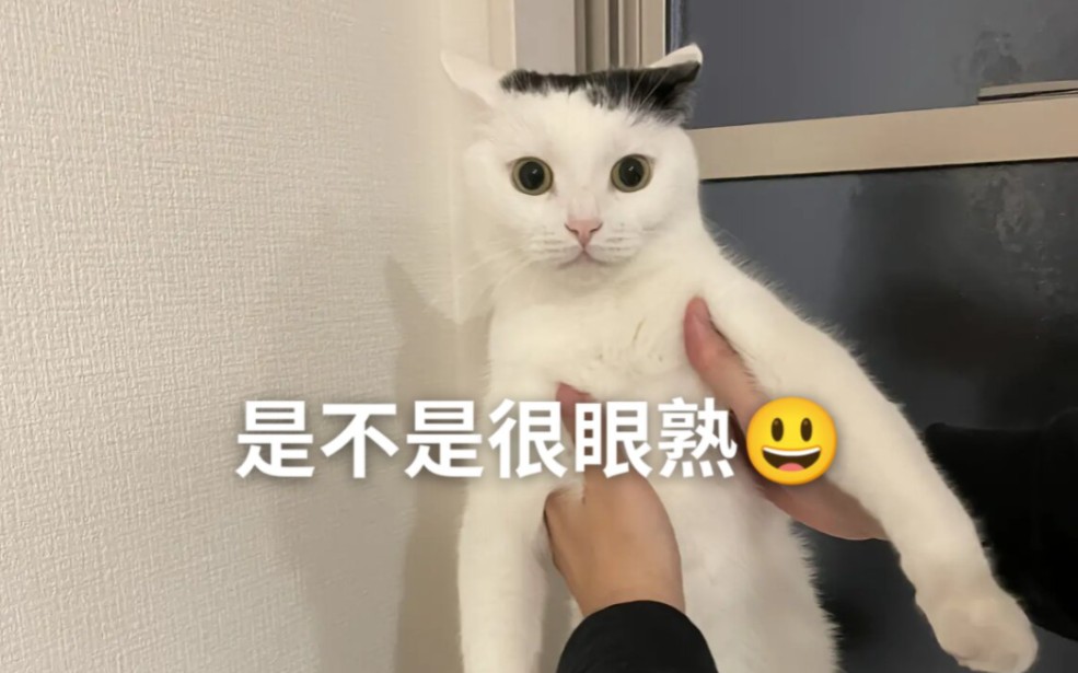 [图]猫咪惊魂原图