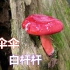 红伞伞白杆杆的红菇长出来了，这种蘑菇卖1000元一斤，你见过吗？
