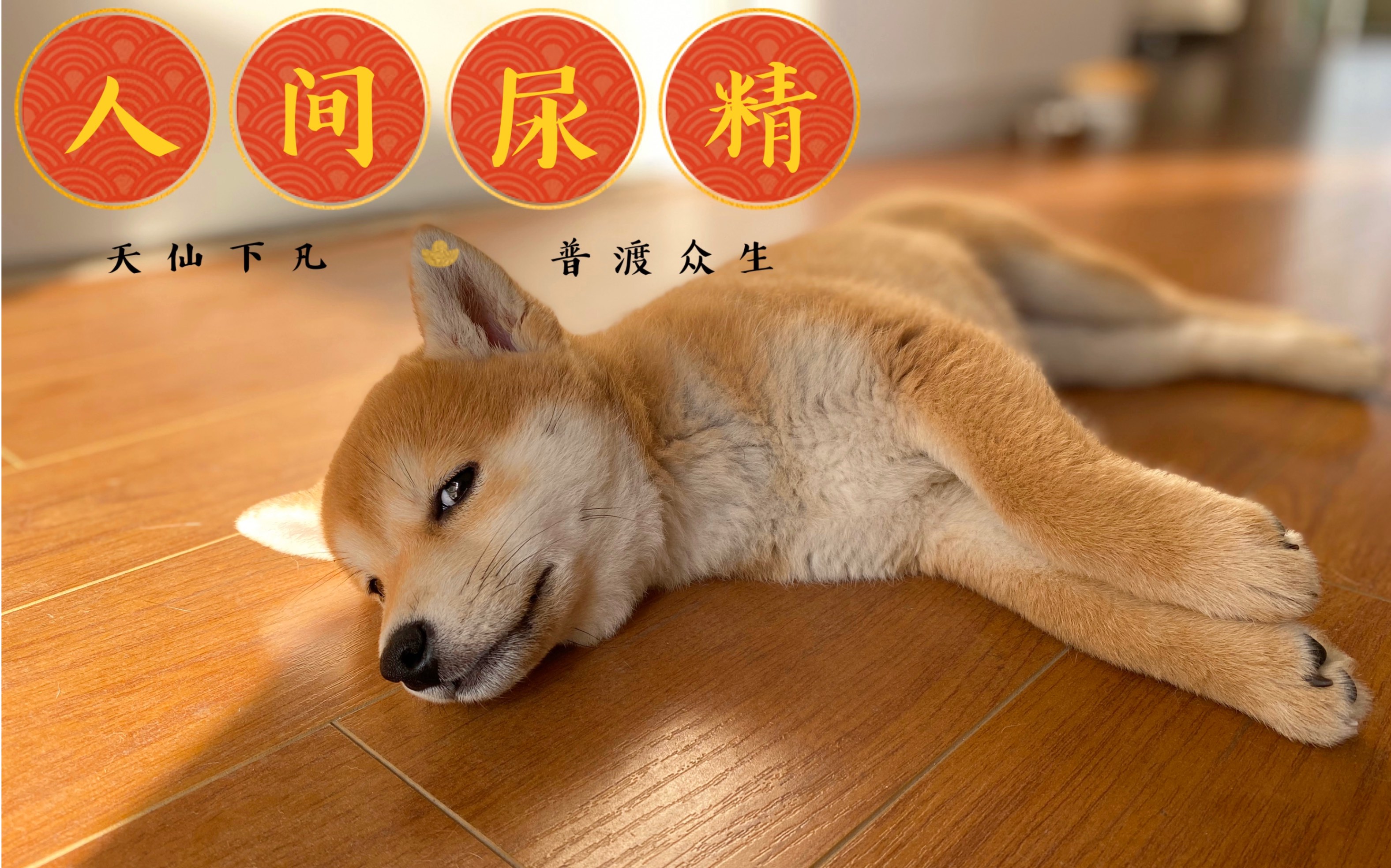 狗子只是撒了个尿,竟然遭到如此对待!