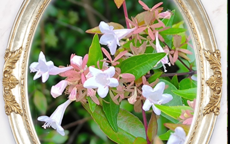 纯洁高尚的大花六道木