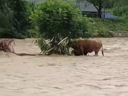 暴雨突袭河水上涨,洪水中牛妈妈用身体护住小牛,消防员横渡过河救牛.哔哩哔哩bilibili