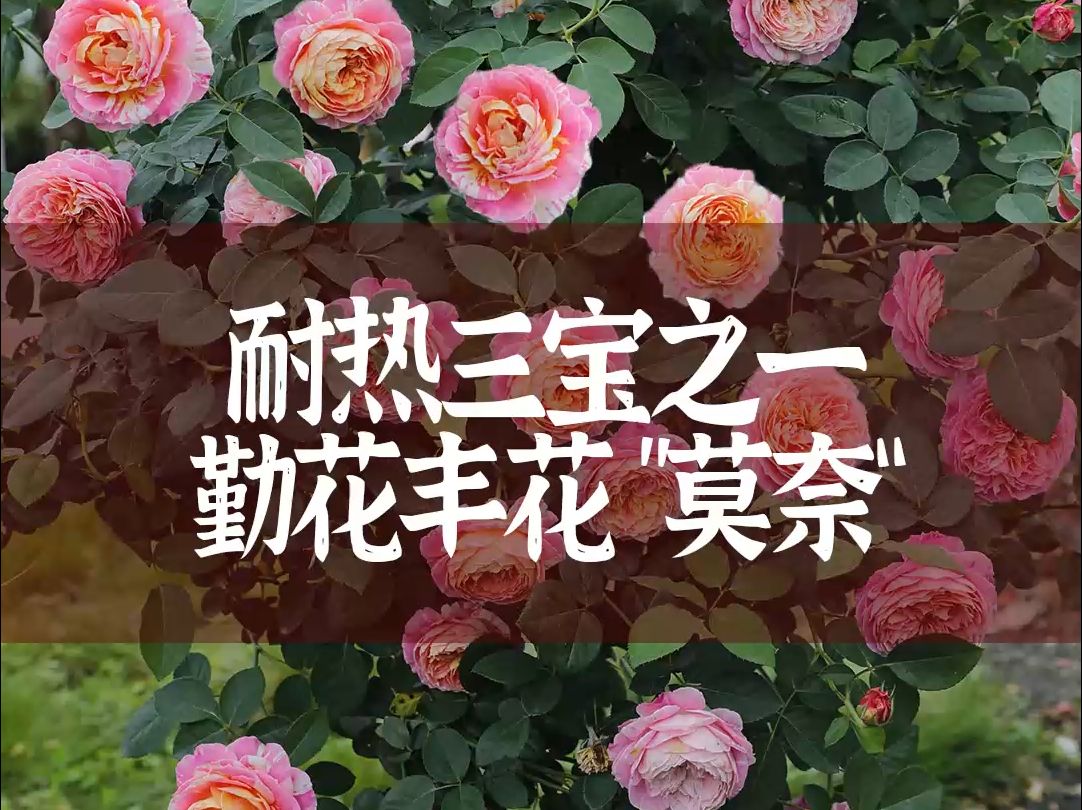 【惠惠的花园】耐热三宝之一“莫奈”花朵很有特点,每朵花都不一样,勤花丰花,抗病性强,盲枝少、分枝性好哔哩哔哩bilibili