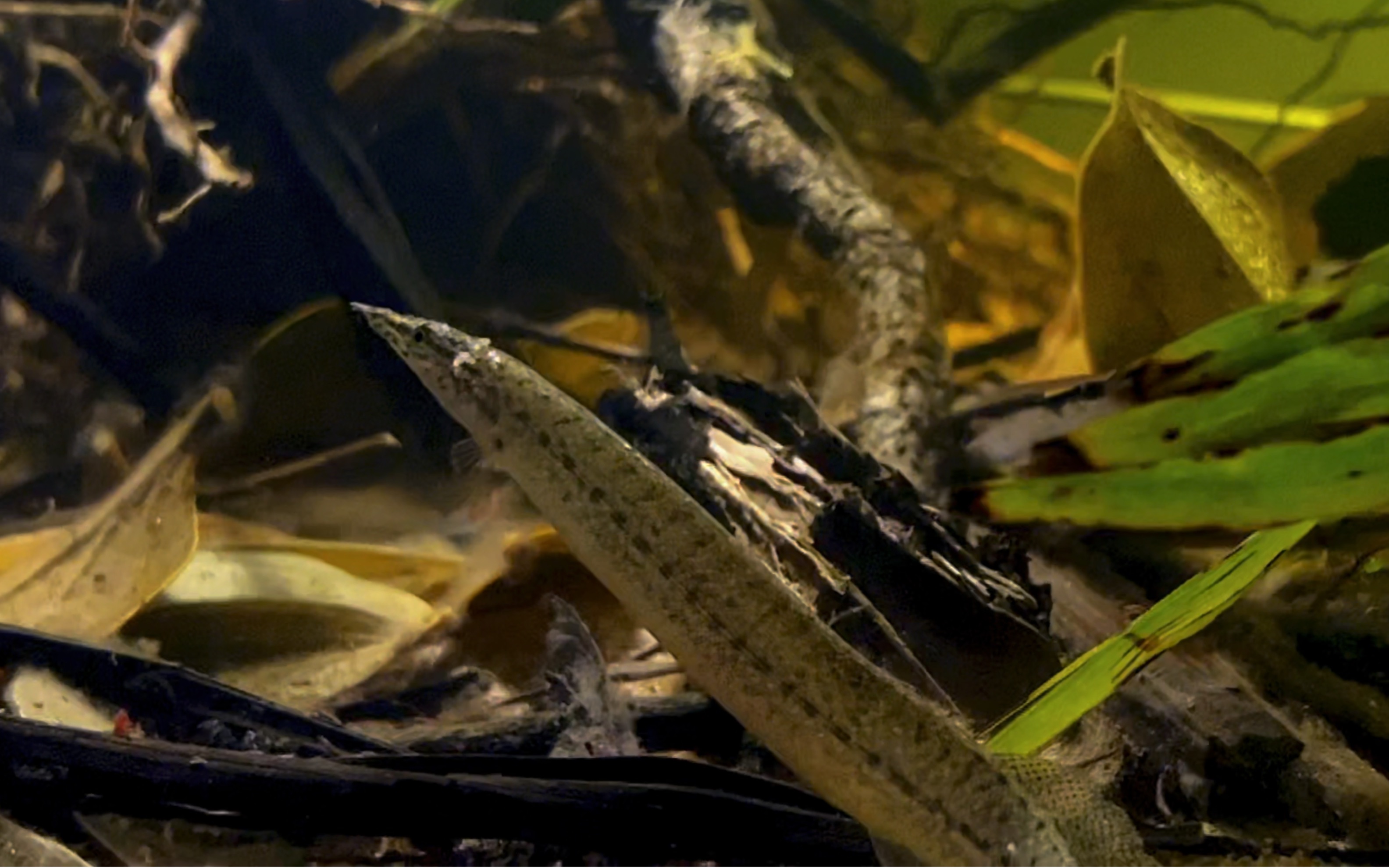 棘鳅(mastacembelus aculeatus)