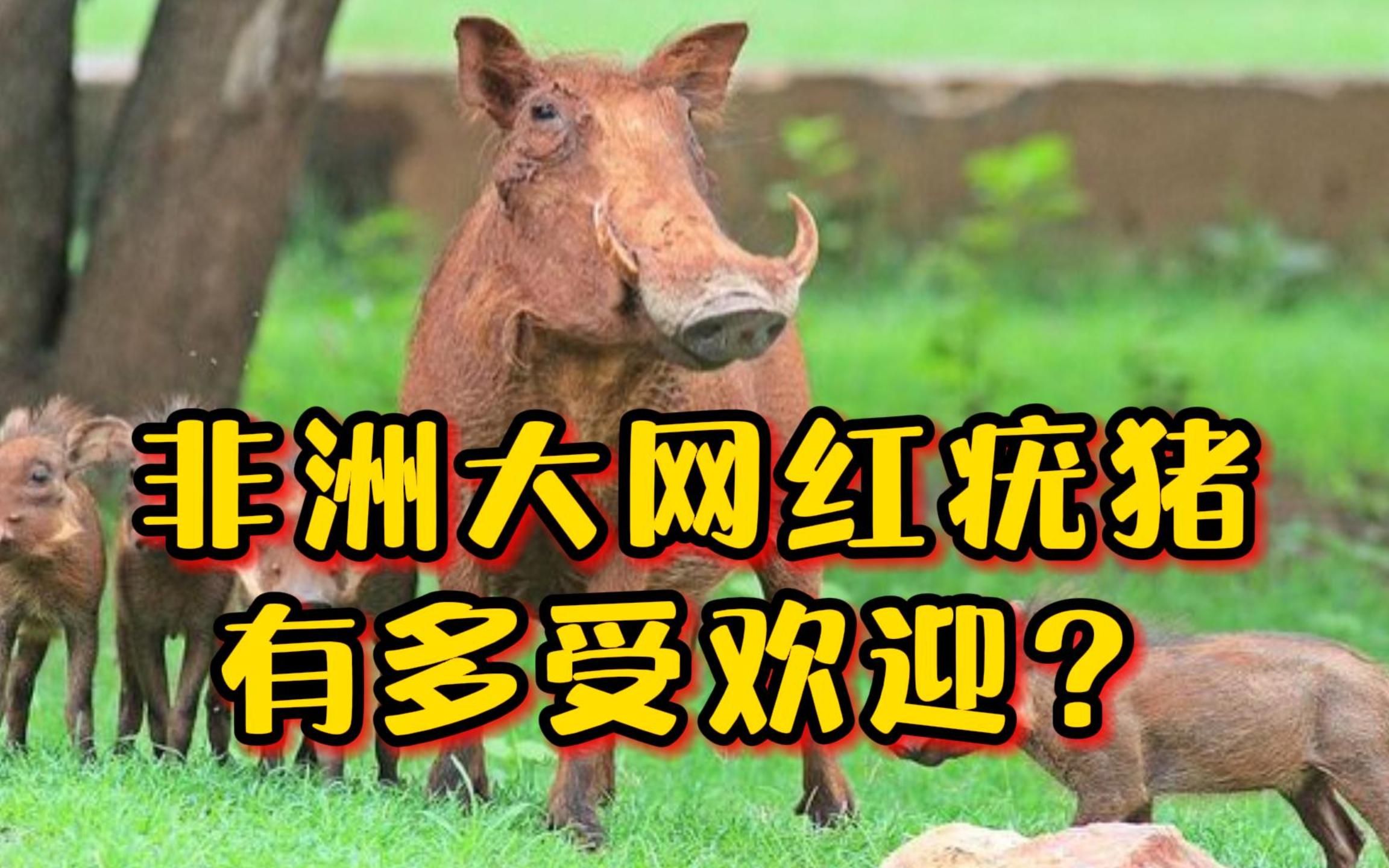 非洲大网红疣猪,有多受欢迎?哔哩哔哩bilibili