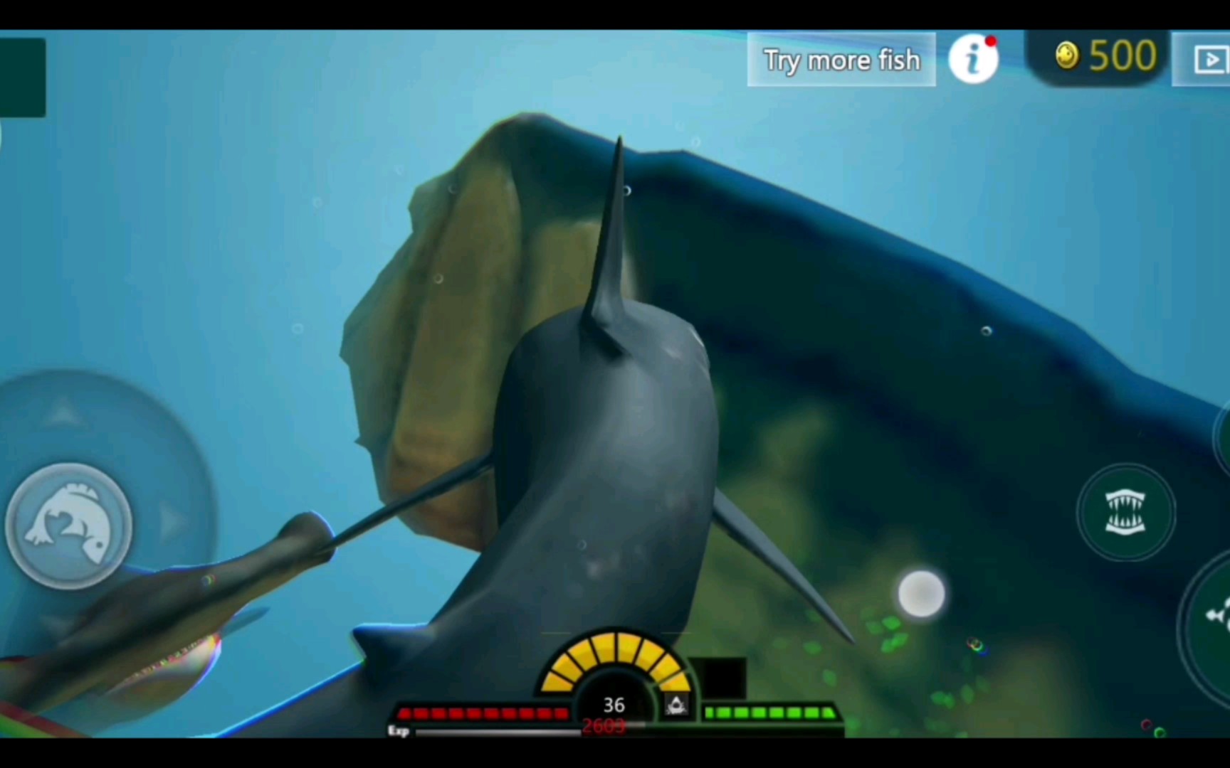 大白鲨vs巨型剑射鱼