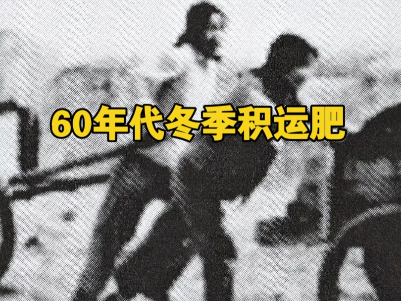 60年代冬季新疆生产建设兵团团场的上海知青积运肥下地哔哩哔哩bilibili