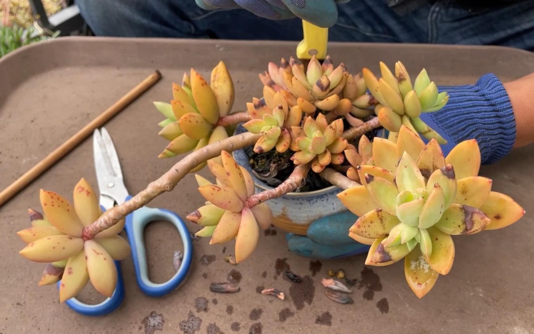 给3年未换盆的多肉换盆,根系太好,脱盆花了20分钟!