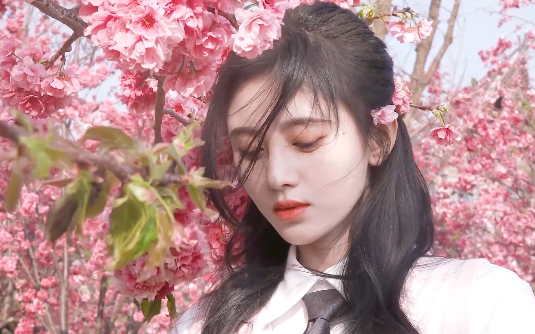 盛开吧 开吧 开吧~ 小鞠新歌都给我听起来!