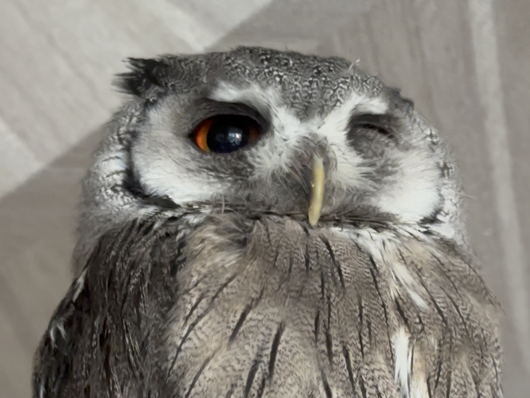 本鹰酱就先睡半步