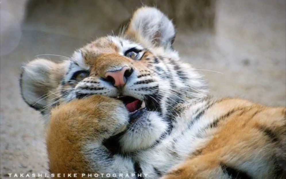 可爱的虎的照片图片