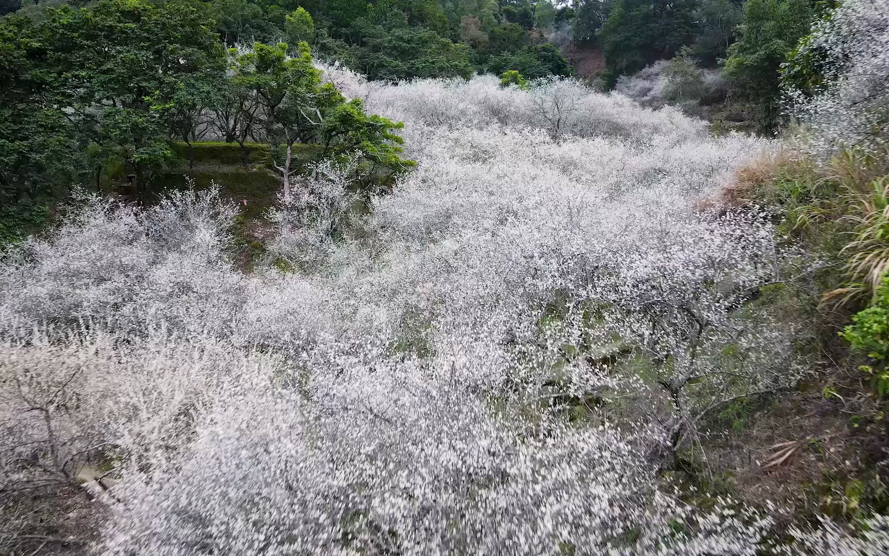 揭西梅花图片