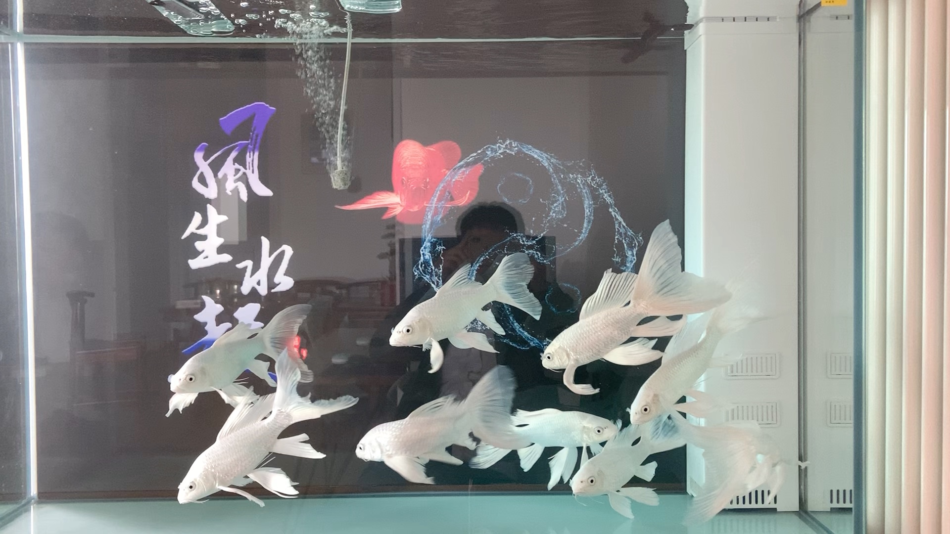 蝴蝶鲤/白金龙鲤