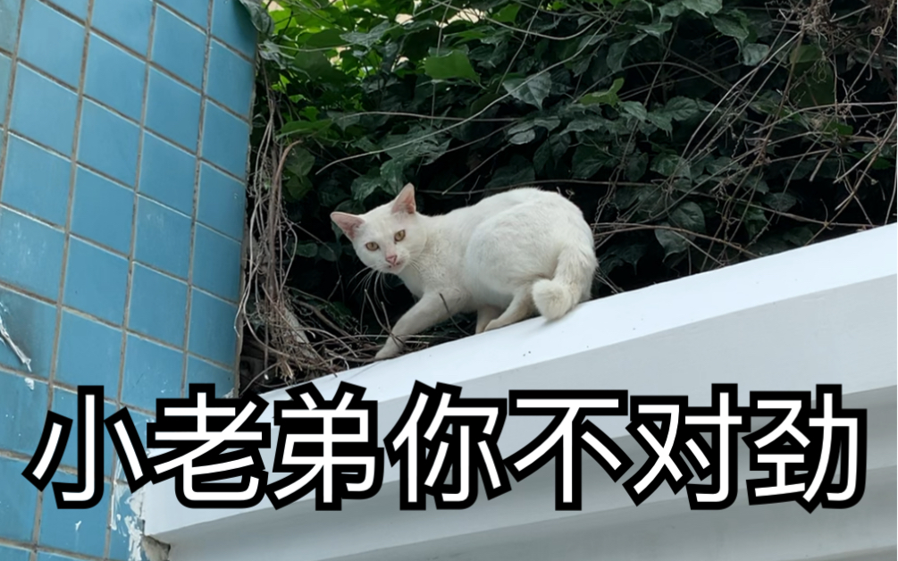 调戏墙头的野猫