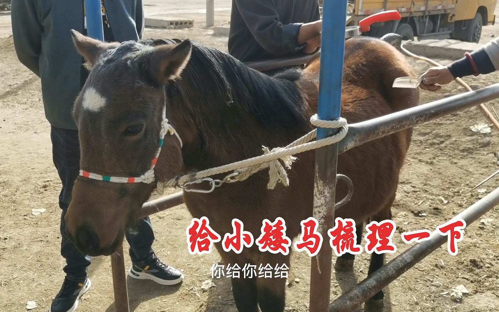 两岁小矮马性格温顺!小孩子都能骑着玩,听说是在景区照相用的哔哩哔哩bilibili