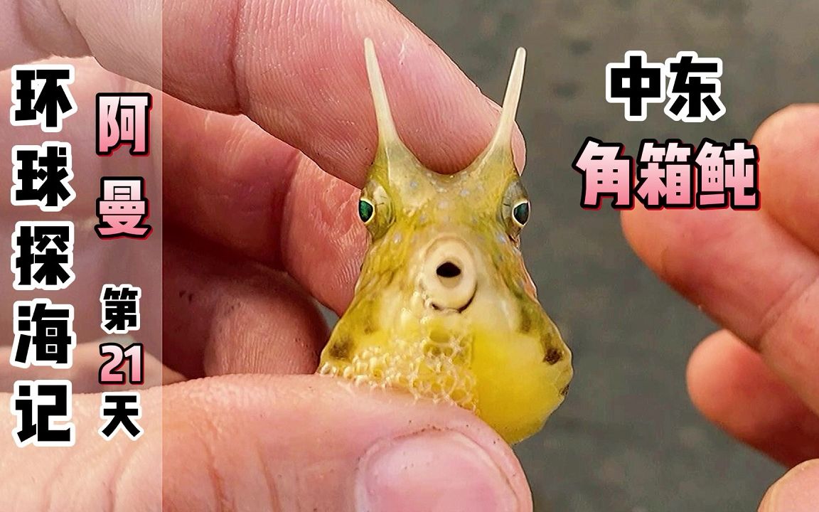 [图]《环球探海记》阿曼 第21天：中东赶海偶遇这角箱鲀，体表居然含有剧毒！