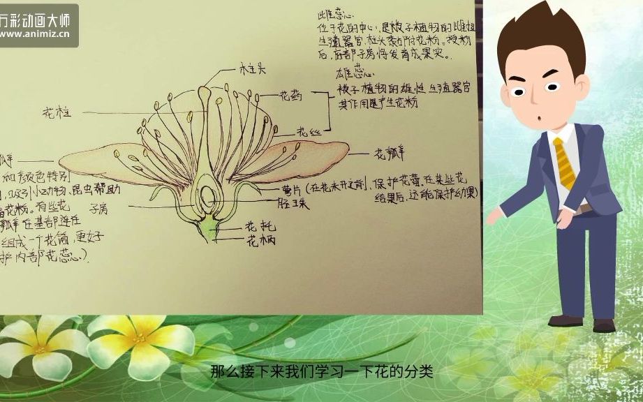 花的结构及其分类哔哩哔哩bilibili