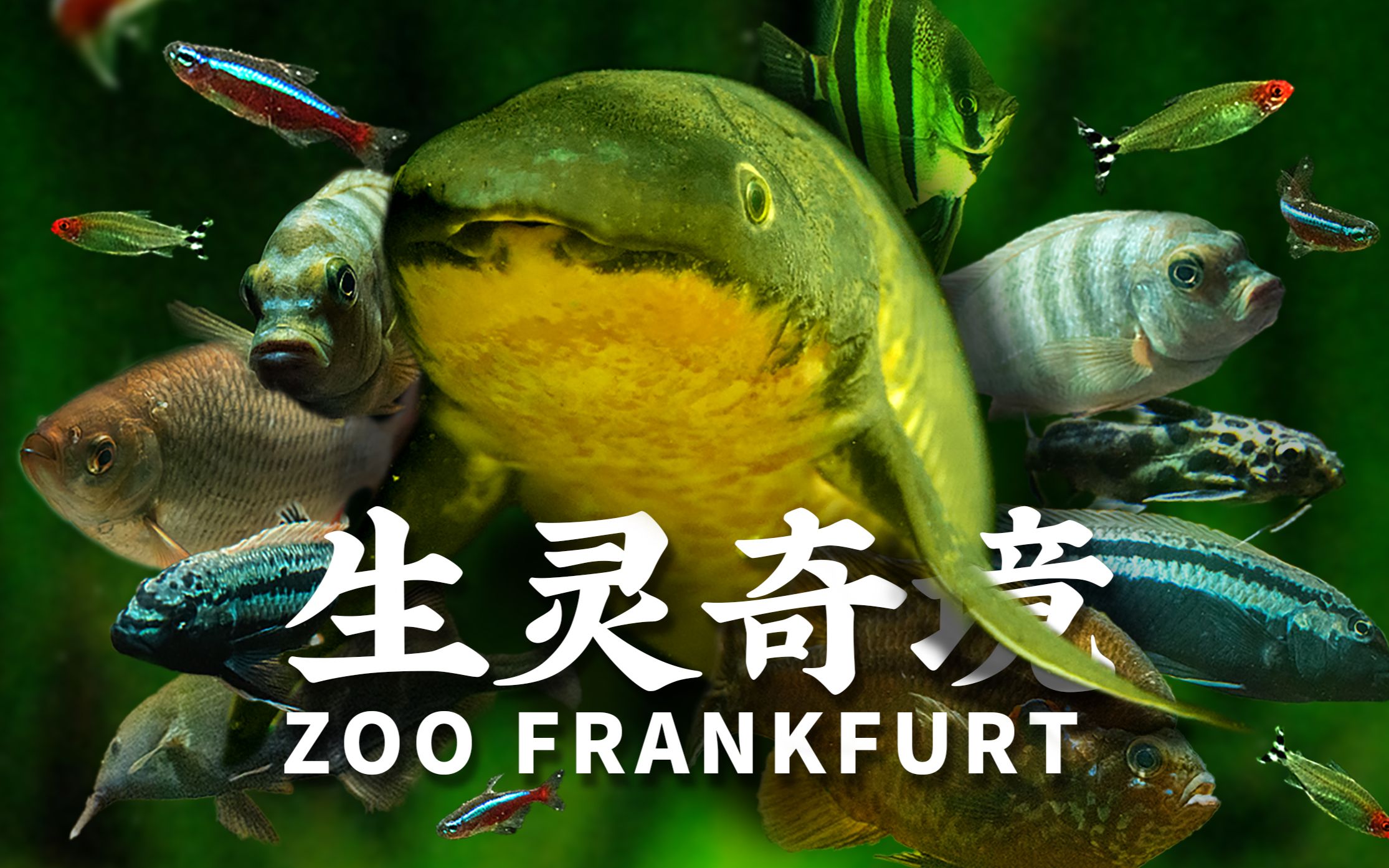 [图]【生灵奇境】江湖往事·Zoo Frankfurt 叁·淡水篇