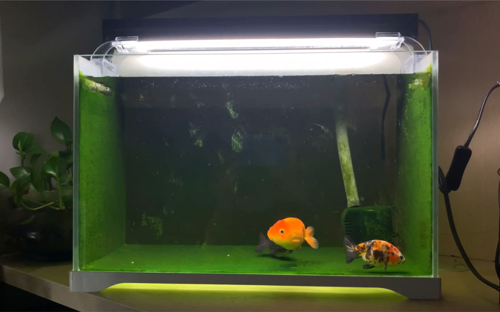 兰寿缸才三四天没处理就长了几撮绿毛藻,看着和普通的绿苔不一样啊