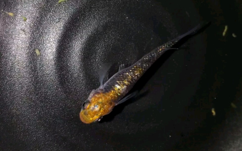 【观背青鳉】福大命大,跳缸不成反被救.