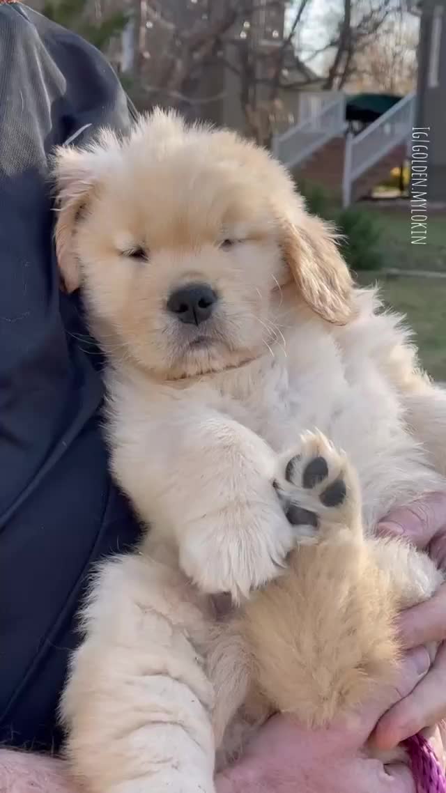 困困的金毛小狗