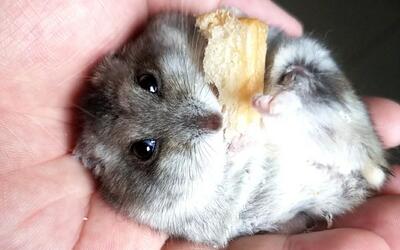 【三线仓鼠】大眼萌鼠的夜宵 真香!