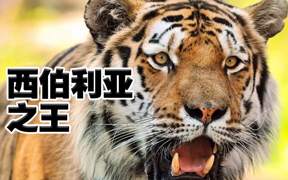 [图]西伯利亚虎 - 大型猫科动物